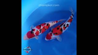 2024FALL109 2yr Stunning Sanke by OGATA Koi Farm [upl. by Ylrebmic]