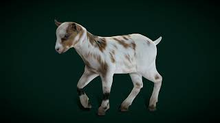 Baby Goat Doeling Kid animals nyilonelycompany wildlife farming goat doeling nature lowpoly [upl. by Susan797]