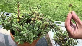 How to Propagate Crassula Rogersii [upl. by Purvis]