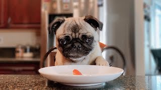 PUG TASTE TESTING  asmr [upl. by Bozuwa191]