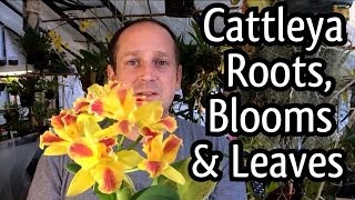 Rescue Cattleya Orchid Care  Cattleya Blooms How to regrow Orchid roots and Trim ugly leaves [upl. by Politi]