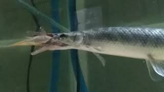 Proses makan Ikan Aligator Florida  Florida gar fish [upl. by Alguire]