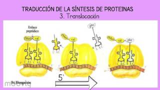 Traducción de Proteinas [upl. by Andee925]