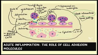 ROLE OF CELL ADHESION MOLECULES IN INFLAMMATION [upl. by Anisamoht]