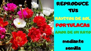 COMO REPRODUCIR EL RAYITO DEL SOL POR SEMILLA  AMORES PORTULACA [upl. by Eelik842]