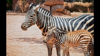 Nace una cebra en BIOPARC Valencia julio 2018 [upl. by Chastain]