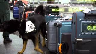 XRay Mega Airport Drug Sniffing Dog [upl. by Nonna645]