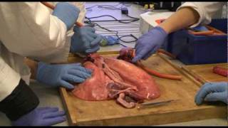 Biology  Lung Dissection  Preston College Ummer Rubani [upl. by Ijic201]