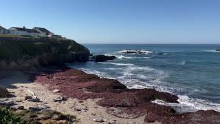 🇺🇸 Beach and sea at ‎⁨Pigeon Point⁩ ⁨Pescadero⁩ ⁨California⁩ ⁨United States⁩ [upl. by Arotak]