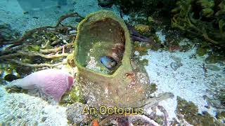 The Villages Scuba Club Cozumel Ep5 [upl. by Sordnaxela]