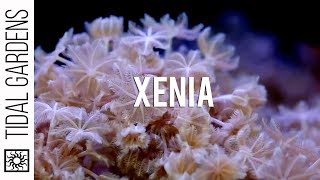 Rare Xenia Corals [upl. by Ydnys]