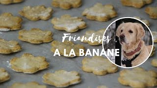 Tuto  Biscuits pour chien à la banane [upl. by Meneau528]