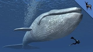 Why Are Whales So Big [upl. by Mathur]