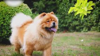 The Expensive ChowChow Dog Breed [upl. by Marinelli241]