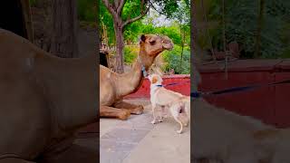 मेरा डॉगी किसी से भी नहीं डरता part 6😭funnydogs shorts [upl. by Nacim]