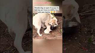 adopteddog helphumanty doglovertrendingshortspuppy viralvideo shortsgreenscreenviralshort [upl. by Emie938]