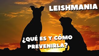 LEISHMANIA Síntomas tratamiento y prevención [upl. by Ingmar]