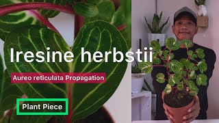 Iresine herbstii  HOW TO PROPAGATE IRESINE  PlantPiece Ep05 [upl. by Bueschel538]