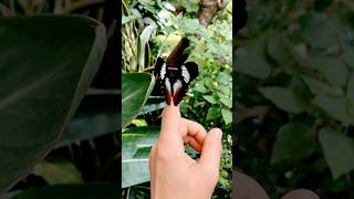 Der Schmetterling Hypolimnas monteironis  Blacktipped Diadem [upl. by Peggie]