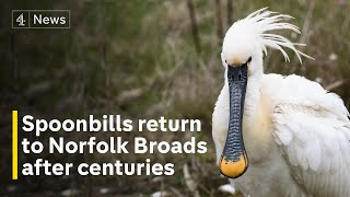 Spoonbills return to Norfolk Broads for first time in nearly 400 years [upl. by Shafer]