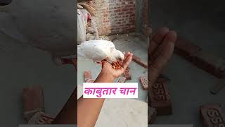 Kabutar 🕊️ Ko pahle khilana padta tha ab aap khud se khane Lagashortspigeon viralvideo [upl. by Drugge]