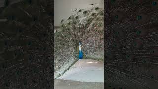 Enchanting Peacock Courtship Ritual and Feather Display [upl. by Ariaic]