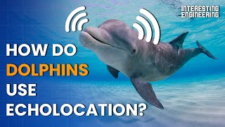 How do dolphins use echolocation to navigate the deep seas [upl. by Aled]