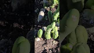 Farm of Penis cactusTrichocereus bridgesii forma monstrose [upl. by Hayyim]