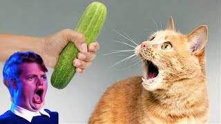 Funny cats scared of cucumbers 😂 compilation Gatos VS pepinos cat vs cucumber [upl. by Lemej]