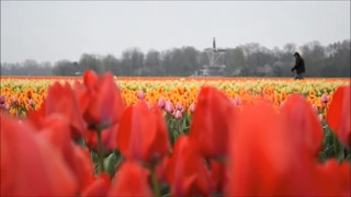 Holland  The Land of Windmills Tulips and Canals [upl. by Gisella]