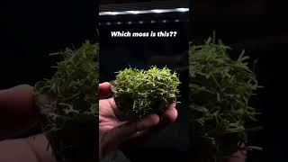 Which moss is this aquarium plants moss fishtank [upl. by Haldan]