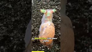 The SnailZombie Parasite 🐌🦠 animals wildlife fact [upl. by Abert]