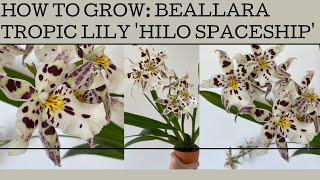 How to grow Beallara Tropic Lily Hilo Spaceship a fabulous orchid with HUGE blooms [upl. by Nuawd]