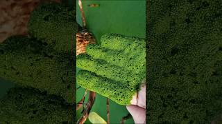 🥰Wolffia😀 the smallest flowering plant viral youtubeshorts [upl. by Arraek]