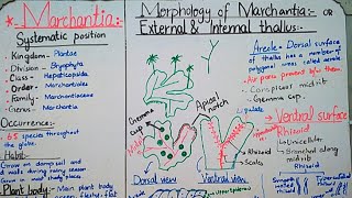 Marchantia  life cycle of Marchantia Reproduction in marchantia Marchantia thallus [upl. by Arimas]