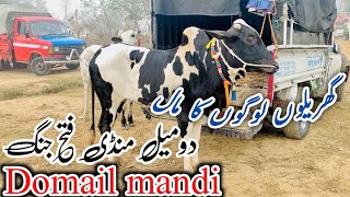 domail mandi today 2024 Latest update ll Part 3 ll mandra mandi ll Dhani bulls ll Jamil tv ll [upl. by Rysler]