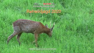 Rehwildjagd 2020 [upl. by Scotney]