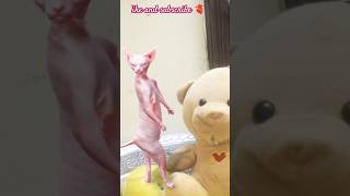 Why Sphnex Cat Go Viral🤠🤓👺👍🏻shorts shortsfeed ytshorts viralshort [upl. by Notyal]