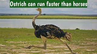 ostrich can run faster than horses  Ostrich racing  ostrich running full speed shorts [upl. by Mathian]