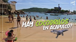 ¡VENTE A ACAPULCO SIN MIEDO Así las playas de CALETA Y CALETILLA Acapulco 4k UHD video [upl. by Sadella]