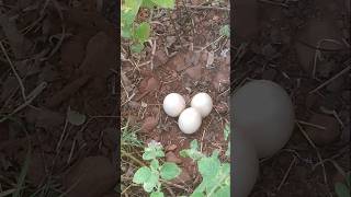 నెమలి గుడ్లు peacock eggs pleasesubscribemychannel [upl. by Harwilll70]