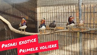 Voliere cu pasari exotice Exotic birds aviary [upl. by Metah]