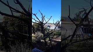 Apricot tree pruned back hoping for a good crop [upl. by Ynatsyd]