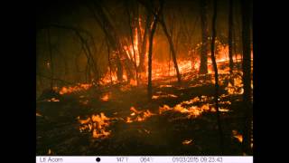 Ltl Acorn captures the South Australian Bushfires [upl. by Niamrahc763]