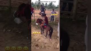 horse stallion horselover horseriding ghoda ghodiyan tranding funny trending viralvideo [upl. by Llenroc]