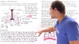 Introduction to Human Respiratory System [upl. by Hannibal]