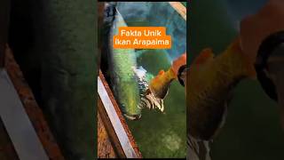 Fakta unik Arapaima faktaunik faktamenarikhewan animals faktatentanghewan faktaduniahewan [upl. by Barren]