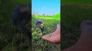 Peahen feeding  morni ki khorak  peacock feed  morpeacocks birds wildlife [upl. by Warrick]