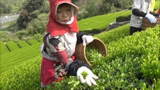 新茶の手摘み風景 静岡県牧之原市坂部地区 Handpicking scenery of the first tea of the season [upl. by Ihtak157]