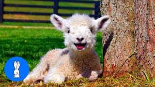 Baby Lamb Sheep Goes Baa  CUTEST Compilation [upl. by Ainadi]